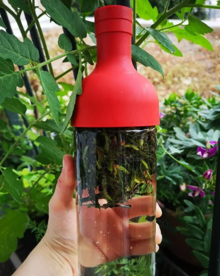Préparation d'une infusion au réfrigérateur pour un thé glacé. Le thé infuse dans une bouteille en verre HARIO avec un bouchon en silicone rouge. Situé sur un balcon on aperçoit en fond plusieurs types de plantes et de végétations.