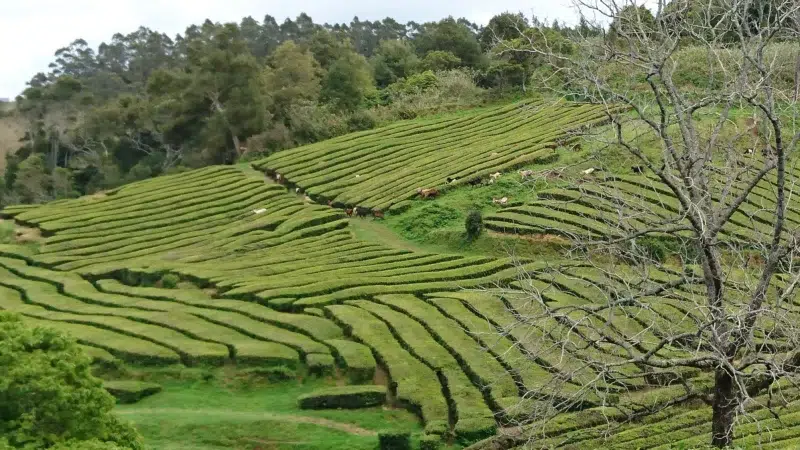 Photographie en couleur de dominance verte représentant une plantation de thé aux Açores au printemps. On apperçoit dans le fond de l'image des chèvres. Cette photographie est l'essence du thé portugais.