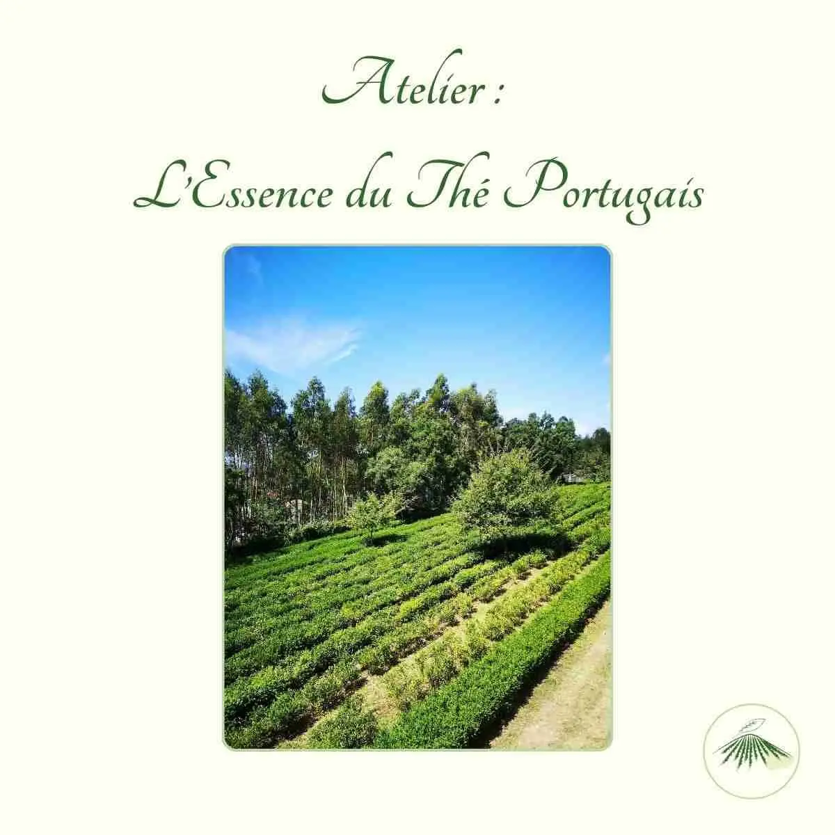 Photographie en couleur de dominance verte représentant une plantation de thé au Portugal . Cette photographie est l'essence du thé portugais.